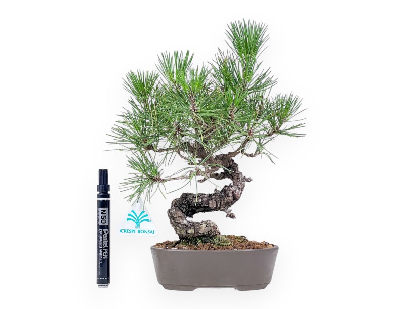 Bonsái de Pinus thunbergii - Pino negro %separator% %category%
