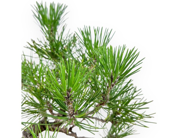 Bonsai van Pinus thunbergii - Zwarte den %separator% %category% 2