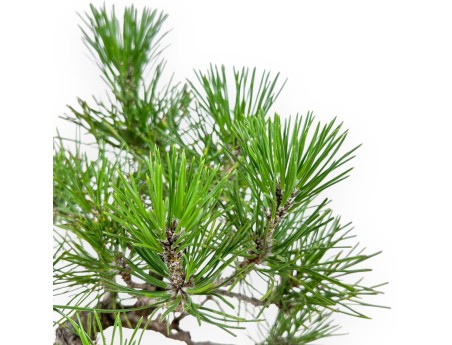 Pinus thunbergii bonsai – Black pine %separator% %category%
