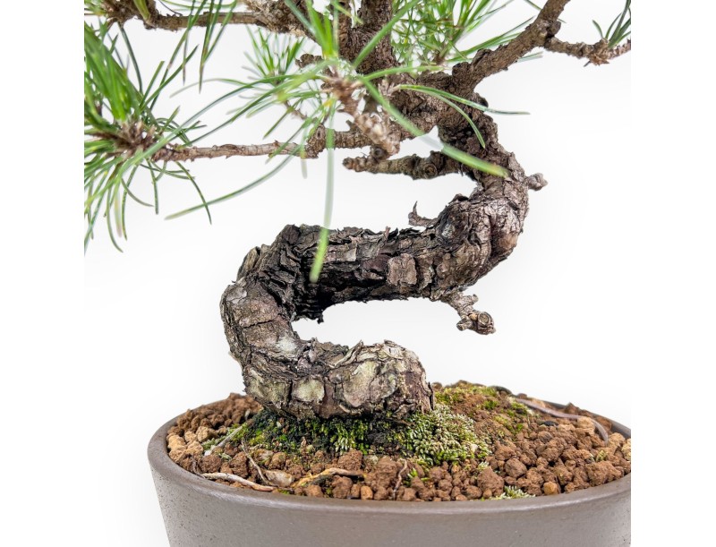 Pinus thunbergii bonsai – Black pine %separator% %category%