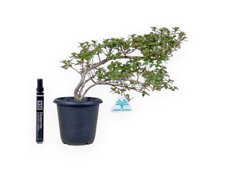 Bonsai van Rhododendron indicum - Azalea %separator% %category%