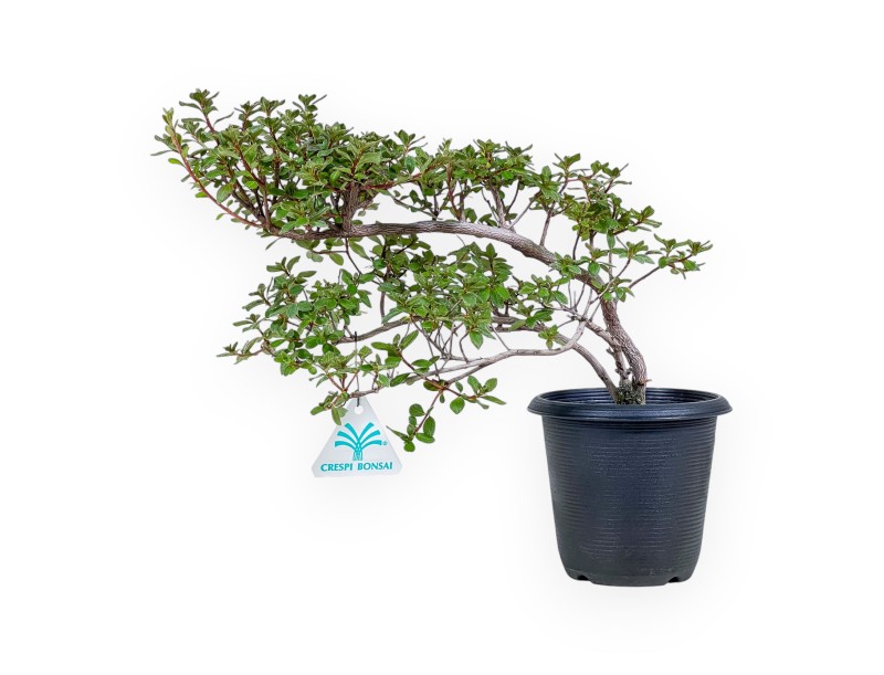Bonsaï de Rhododendron indicum - Azalée %separator% %category%