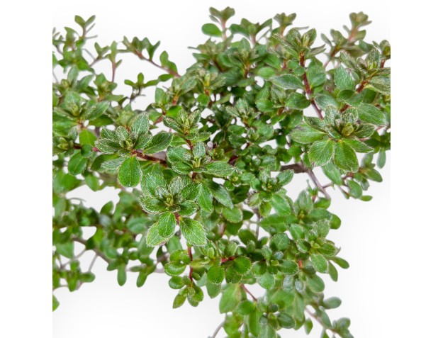 Bonsaï de Rhododendron indicum - Azalée %separator% %category% 2