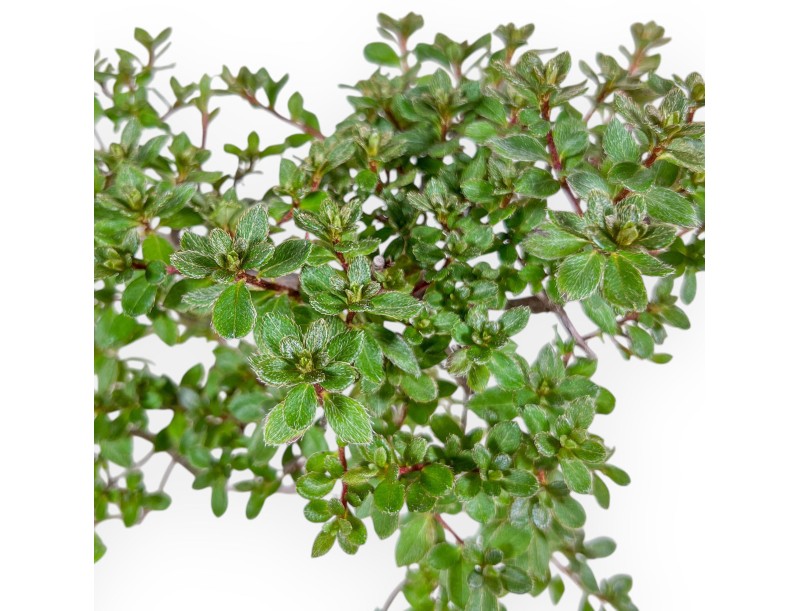 Bonsaï de Rhododendron indicum - Azalée %separator% %category%