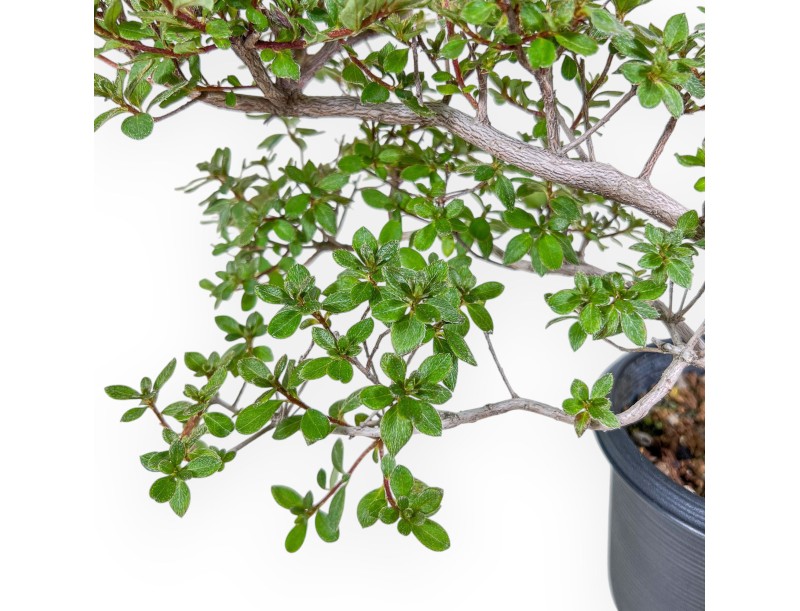 Bonsai van Rhododendron indicum - Azalea %separator% %category%