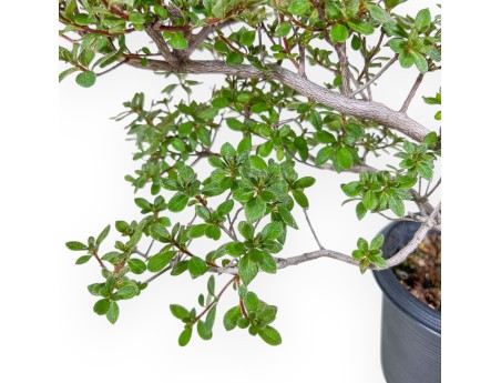 Bonsai van Rhododendron indicum - Azalea %separator% %category%