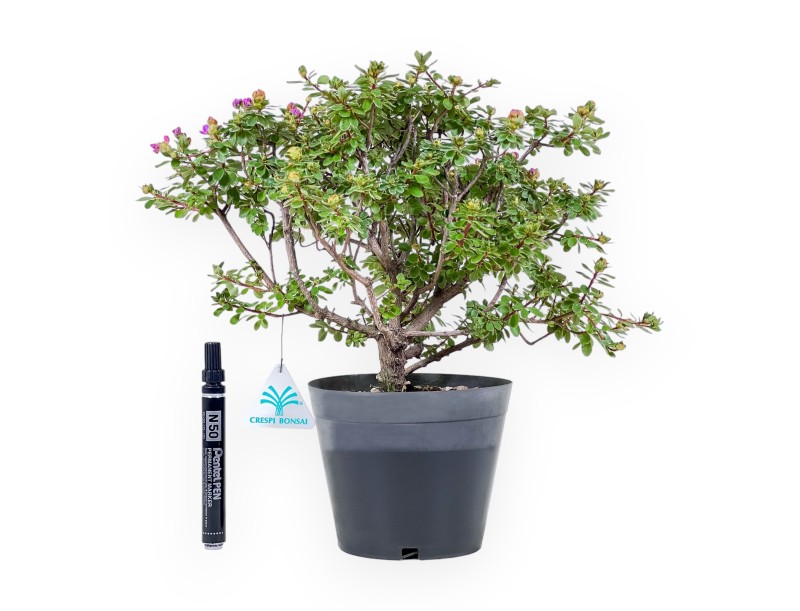 Bonsaï de Rhododendron indicum Fujikake %separator% %category%