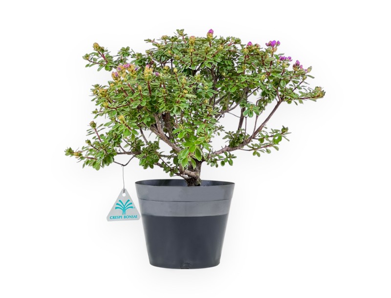 Bonsai van Rhododendron indicum Fujikake %separator% %category%