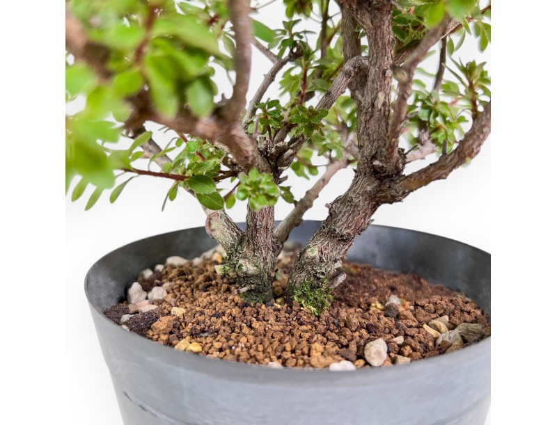 Bonsai van Rhododendron indicum Fujikake %separator% %category%