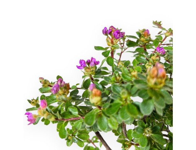 Bonsai van Rhododendron indicum Fujikake %separator% %category% 2