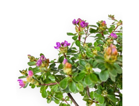 Bonsaï de Rhododendron indicum Fujikake %separator% %category%