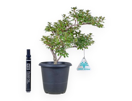Bonsai van Rhododendron indicum - Azalea %separator% %category%