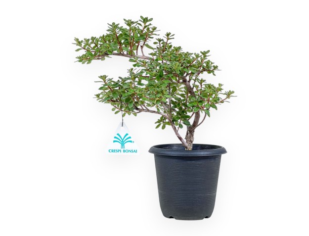 Bonsai van Rhododendron indicum - Azalea %separator% %category%