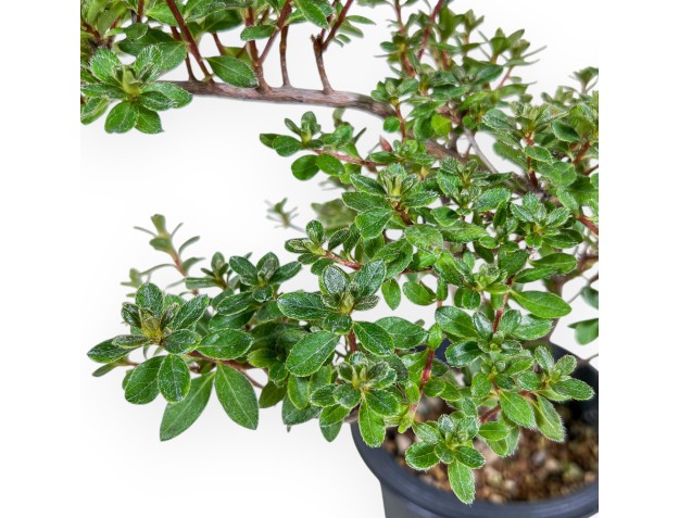 Bonsai van Rhododendron indicum - Azalea %separator% %category% 2