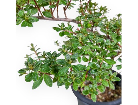 Bonsaï de Rhododendron indicum - Azalée %separator% %category%