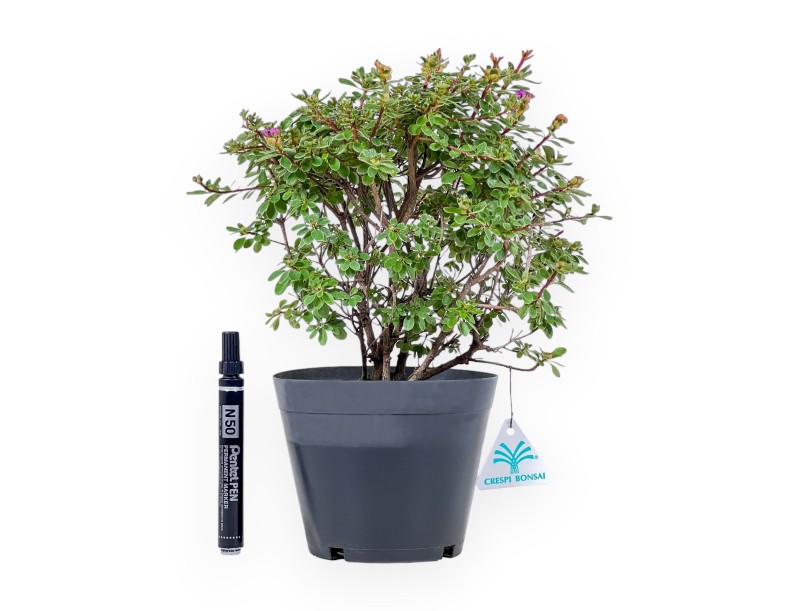 Bonsaï de Rhododendron indicum Fujikake %separator% %category%