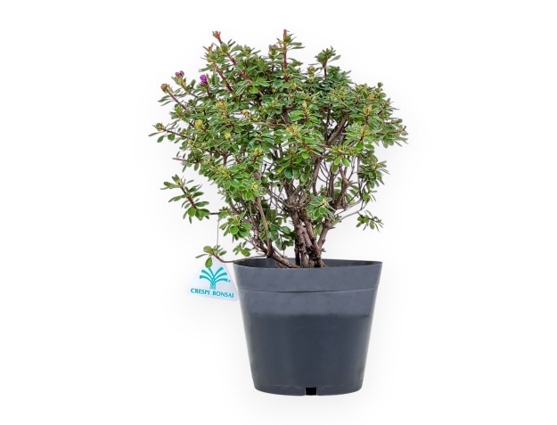 Bonsaï de Rhododendron indicum Fujikake %separator% %category%