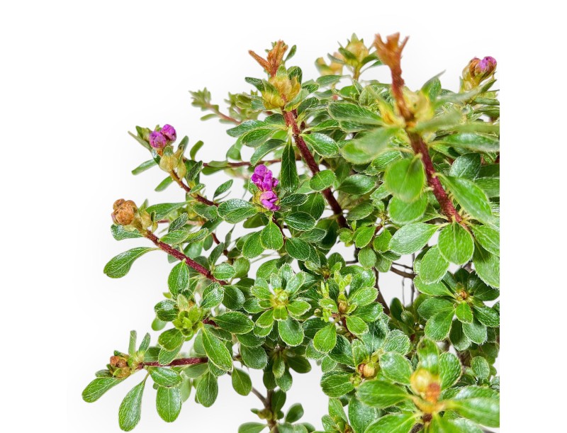 Bonsaï de Rhododendron indicum Fujikake %separator% %category%