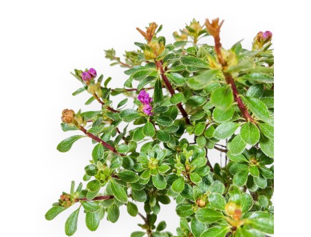 Bonsai van Rhododendron indicum Fujikake %separator% %category%