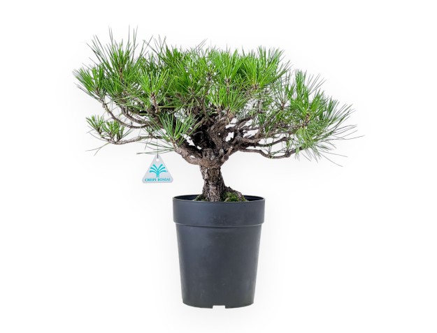 Bonsái de Pinus thunbergii - Pino negro %separator% %category%