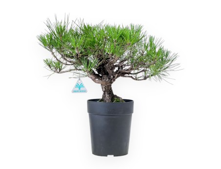 Bonsai aus Pinus thunbergii – Schwarzkiefer %separator% %category%