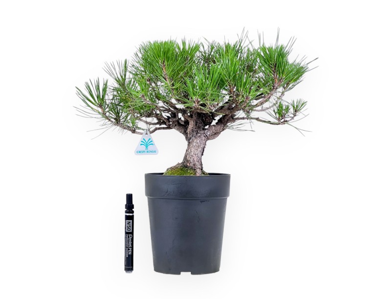 Bonsái de Pinus thunbergii - Pino negro %separator% %category%