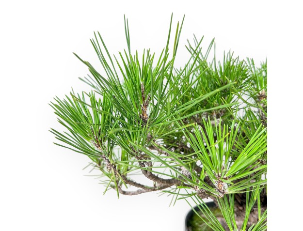 Bonsaï de Pinus thunbergii - Pin noir %separator% %category% 2