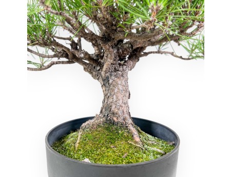 Bonsai di Pinus thunbergii - Pino nero %separator% %category%