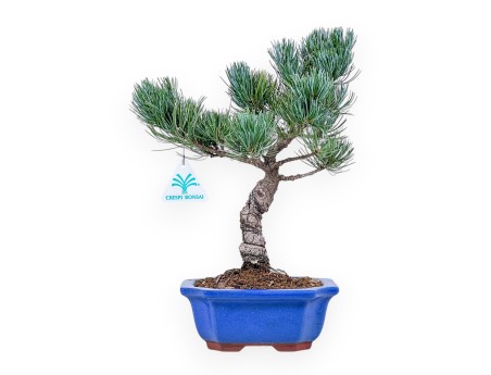 Pinus Pentaphylla-bonsai %separator% %category%