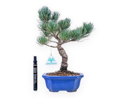 Bonsaï de Pinus pentaphylla %separator% %category%