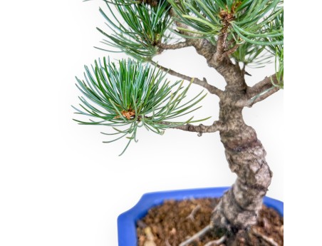 Bonsaï de Pinus pentaphylla %separator% %category%