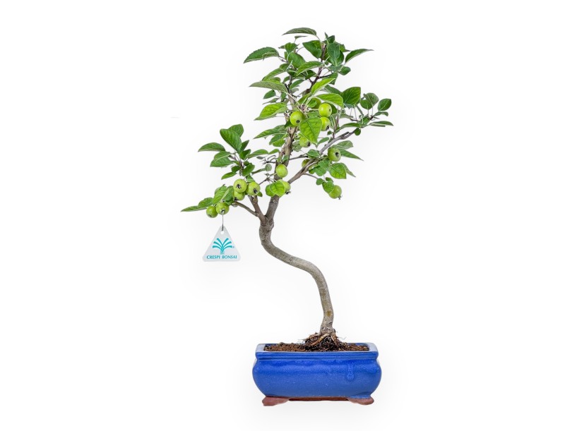 Malus bonsai – Apple tree %separator% %category%