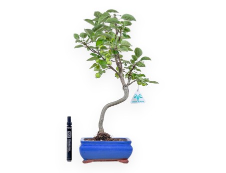 Malus-bonsai - Appelboom %separator% %category%
