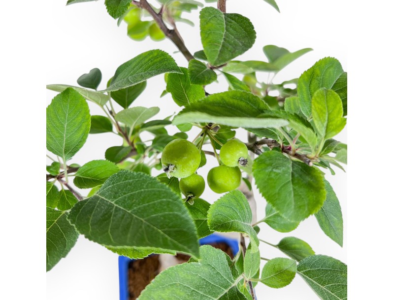 Bonsaï de Malus - Pommier %separator% %category%