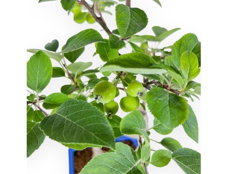 Malus-bonsai - Appelboom %separator% %category%