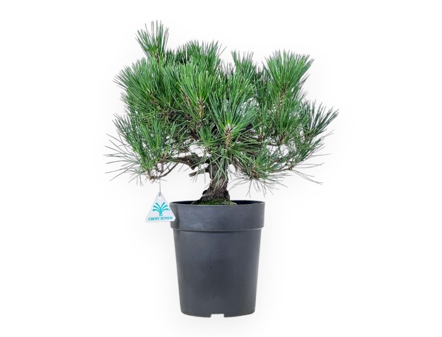 Bonsai van Pinus thunbergii - Zwarte den %separator% %category%
