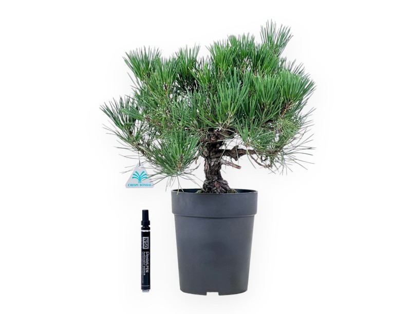 Bonsaï de Pinus thunbergii - Pin noir %separator% %category%