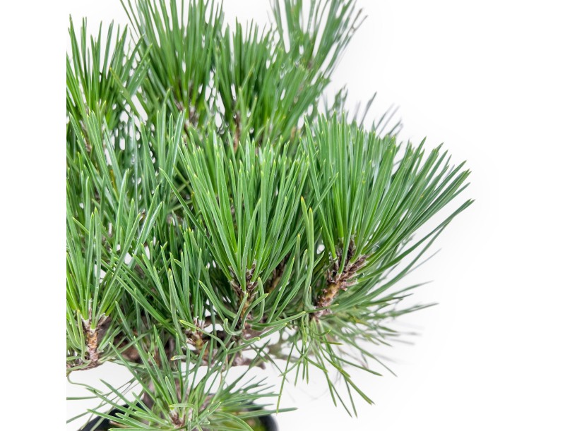 Bonsai van Pinus thunbergii - Zwarte den %separator% %category%