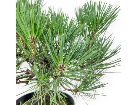 Bonsaï de Pinus thunbergii - Pin noir %separator% %category%