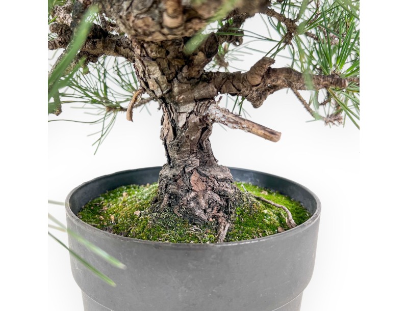 Bonsai di Pinus thunbergii - Pino nero %separator% %category%