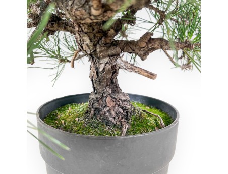 Bonsaï de Pinus thunbergii - Pin noir %separator% %category%