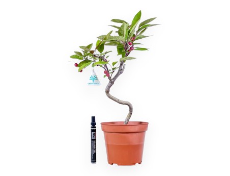 Planta para trabajar de manzano de 40cm | Maceta de plástico