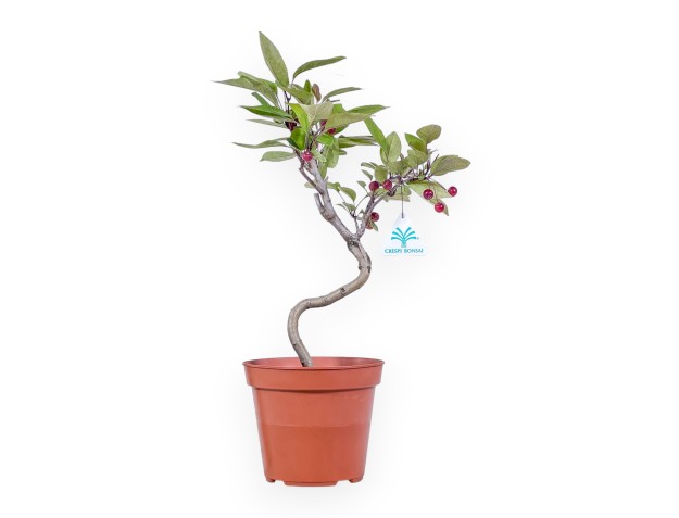 Apfelbaum Arbeitspflanze von 40 cm | Rund kunststoff Topf