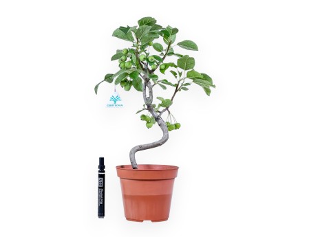 Apfelbaum Arbeitspflanze von 39 cm | Rund kunststoff Topf
