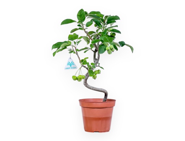Planta para trabajar de manzano de 39cm | Maceta de plástico