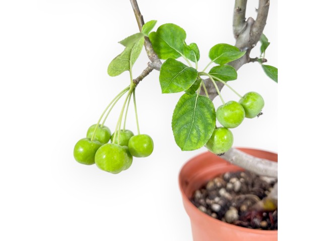 Plante à travailler de pommier de 39 cm | Pot rond en plastique 2