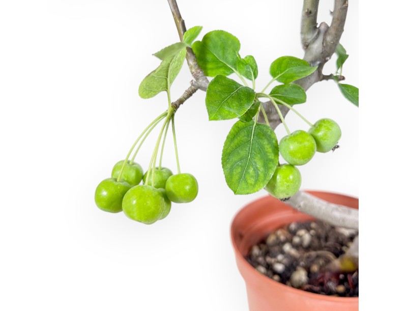 Planta para trabajar de manzano de 39cm | Maceta de plástico