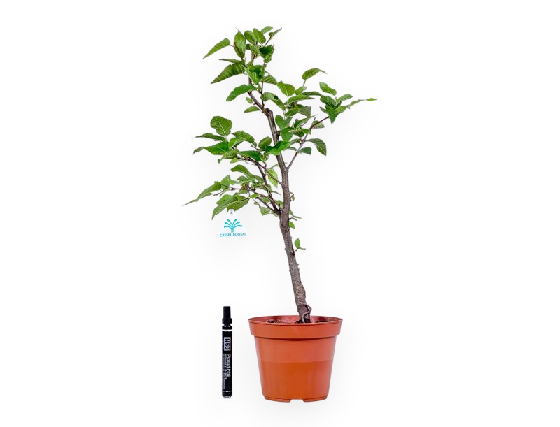 Planta de Ostria carpinifolia para trabajar - Haya negra %separator% %category%