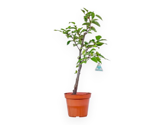 Verarbeitungsfähiges Exemplar von Ostria carpinifolia – Schwarze Hainbuche %separator% %category%