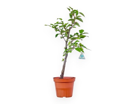 Planta de Ostria carpinifolia para trabajar - Haya negra %separator% %category%